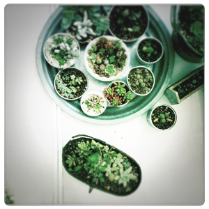 多肉植物を楽しむ会_c0187782_1055486.jpg