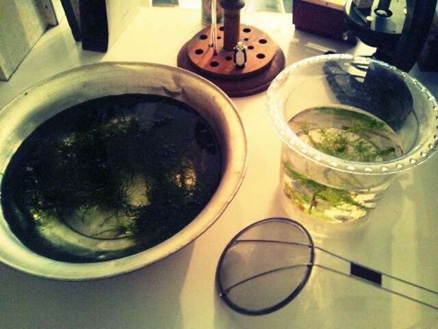 日傘修理とカフェタビ+さん納品とお喋りの一日_c0246783_19193256.jpg
