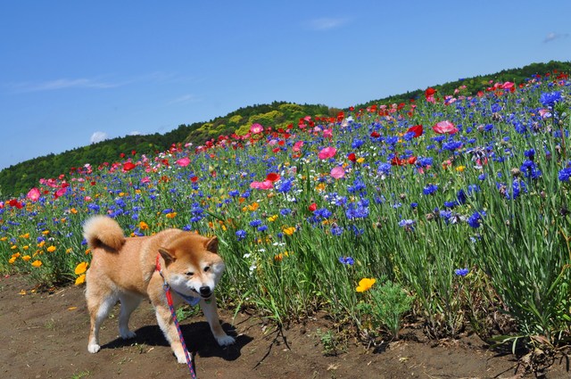 お花畑_a0126590_22584596.jpg