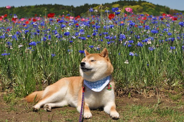 お花畑_a0126590_2331043.jpg