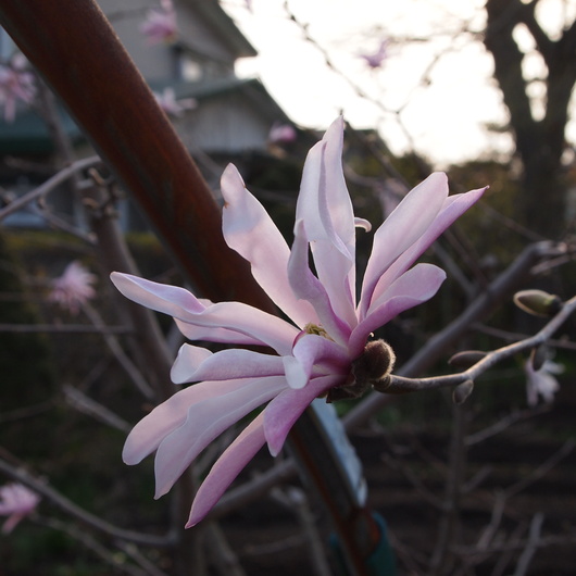 久しぶりのお天気にお花のお手入れ、お庭には姫こぶしのお花が_a0292194_23184737.jpg