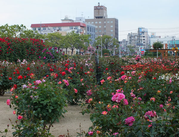 ばら公園（福山）_c0303594_13432981.jpg