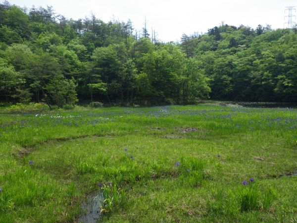 カキツバタ自生地_e0295994_14293193.jpg