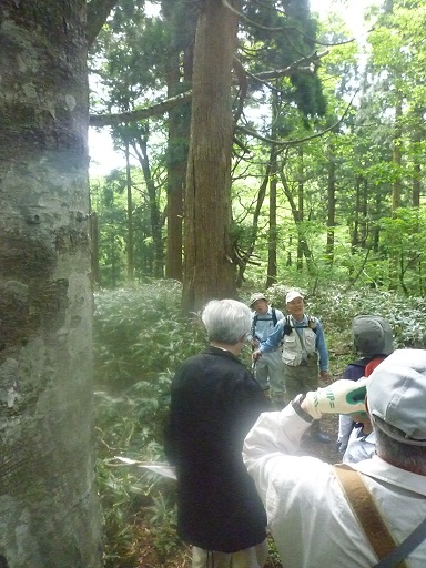 安蔵寺山ブナ林を歩く のご案内_d0087595_1413442.jpg