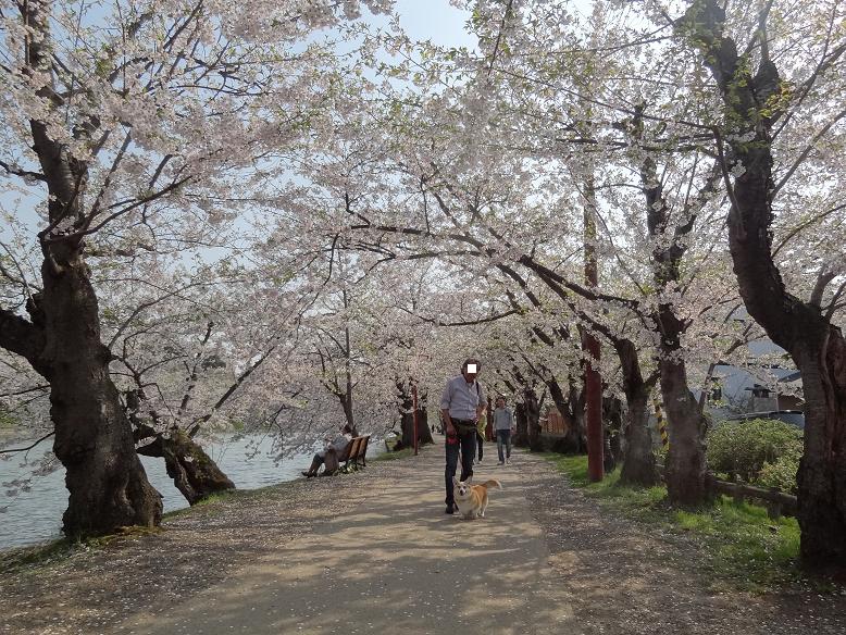 青森・花巻への旅　その２　弘前城の桜_f0075595_202711.jpg