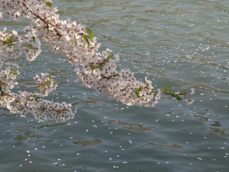 青森・花巻への旅　その２　弘前城の桜_f0075595_215780.jpg