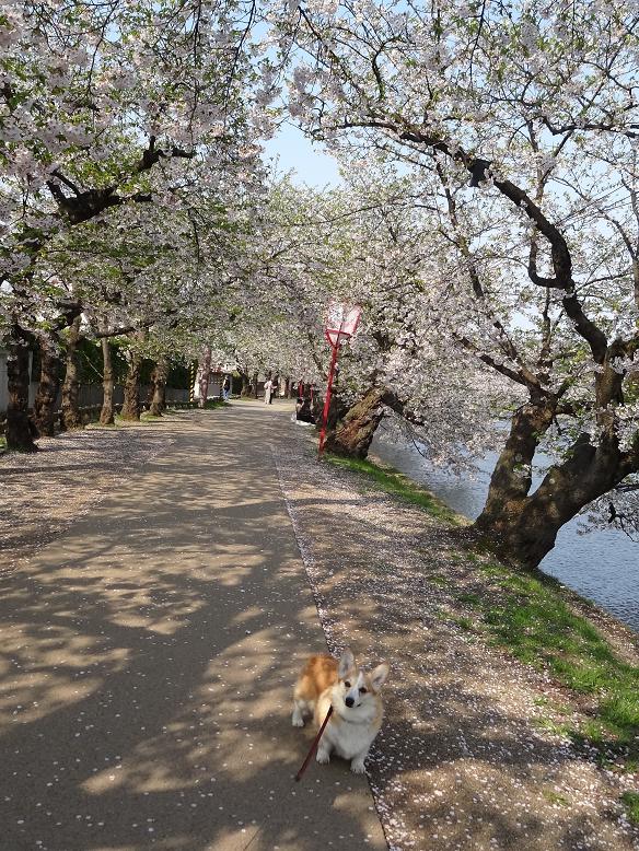 青森・花巻への旅　その２　弘前城の桜_f0075595_232045.jpg