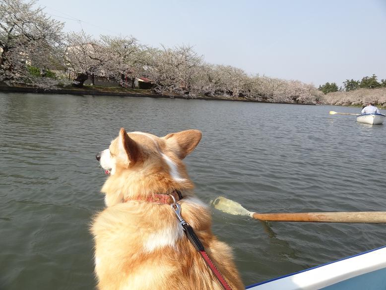 青森・花巻への旅　その２　弘前城の桜_f0075595_25131.jpg