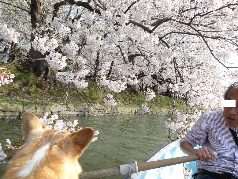 青森・花巻への旅　その２　弘前城の桜_f0075595_265242.jpg