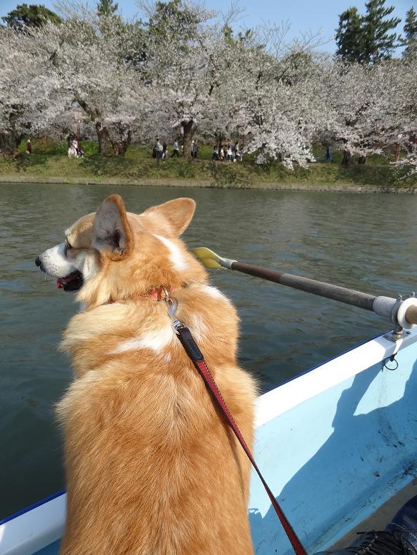 青森・花巻への旅　その２　弘前城の桜_f0075595_272552.jpg