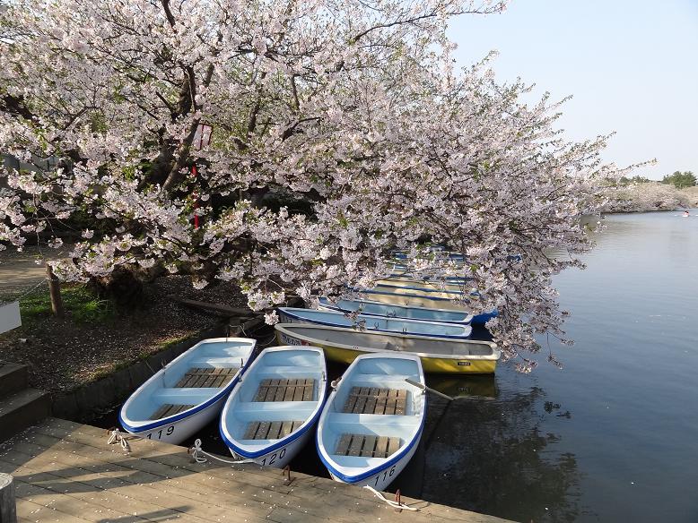 青森・花巻への旅　その２　弘前城の桜_f0075595_273983.jpg