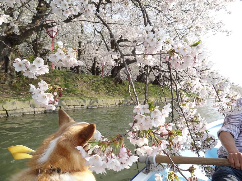 青森・花巻への旅　その２　弘前城の桜_f0075595_27627.jpg