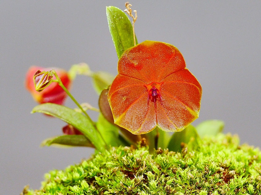 Lepanthes telipogoniflora (P) その３_a0267399_117599.jpg