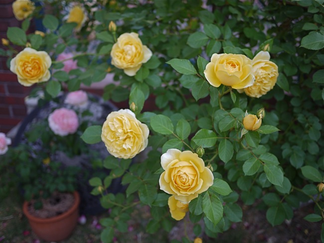 2013 Flowering 10_e0163202_20163938.jpg