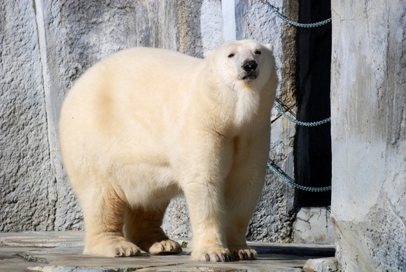   2010 ホッキョクグマ プレート　希少 2009 10月｜双子の白クマ赤ちゃん通信 跡地