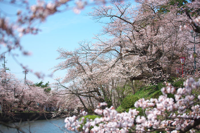 2013桜まとめ　その2会津～山形_d0113707_23265853.jpg