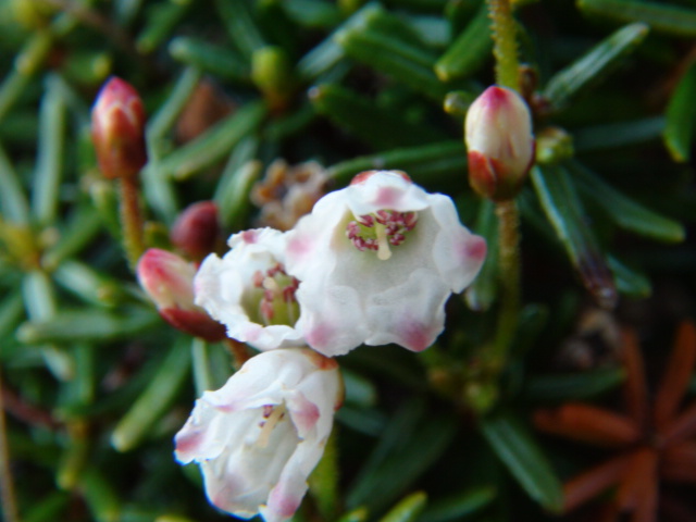 曙躑躅と落葉松の緑と栂桜他・高山植物…西赤石山（新居浜）_f0231709_715656.jpg