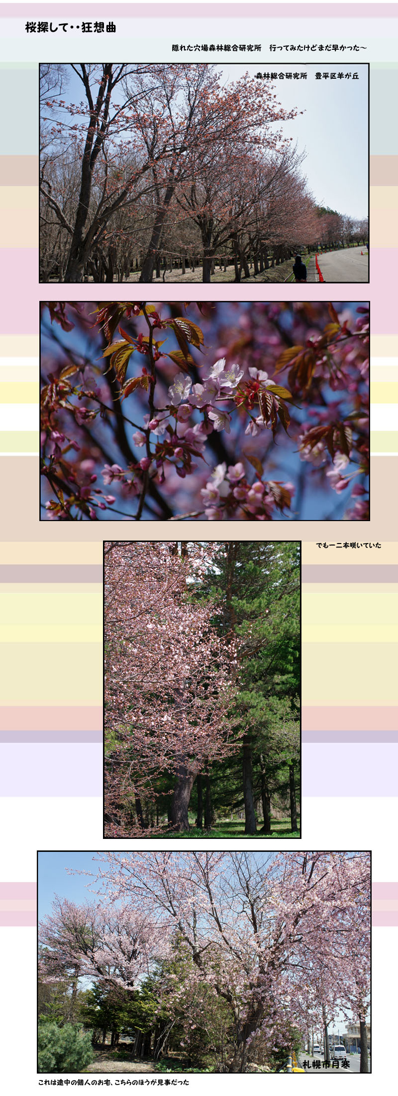 桜探して・・狂想曲_b0019313_17311190.jpg