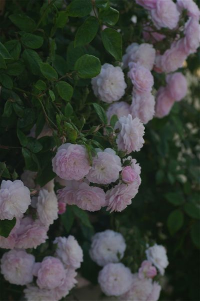 私の Laure Davoust は・・・ : ROSE DECO