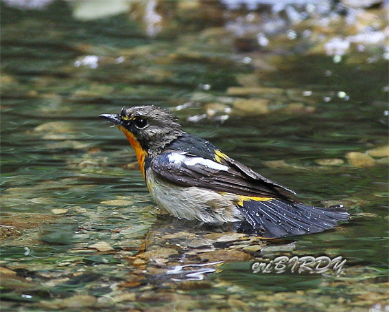 サンコウチョウ_e0276114_11113561.jpg