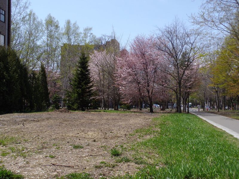 初めて20℃を越えた札幌_c0025115_2015729.jpg