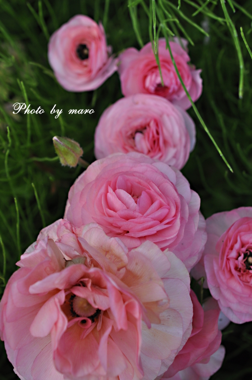薔薇 フランシーヌ･オースチン と トラディスカント と 南側のお庭♪♪　_e0160417_1023417.jpg