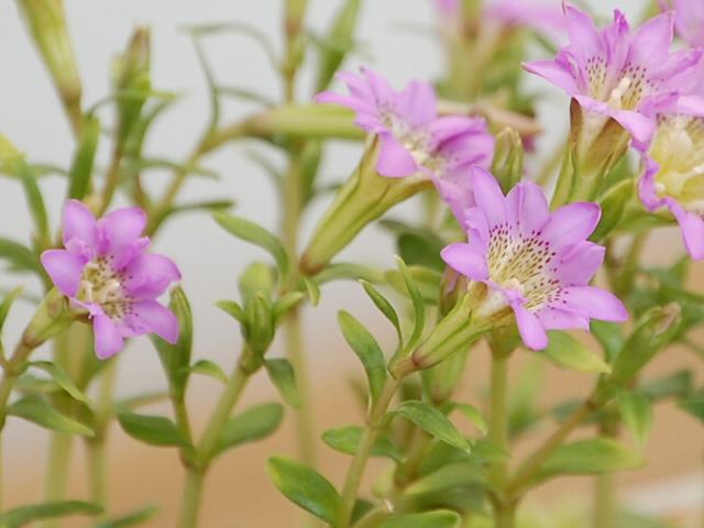 峨眉山竜胆 ガビサンリンドウ めずらしい花 峨眉山竜胆 ガビサンリンドウ めずらしい花