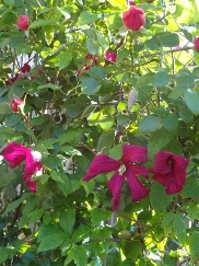 a0232921_17432012.jpg
