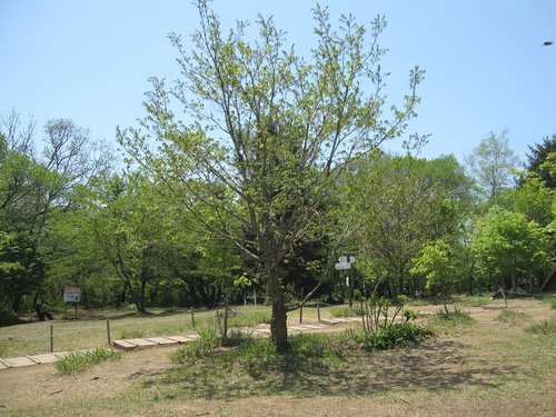 f0149422_11122493.jpg