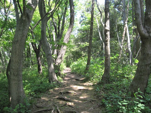 f0149422_1181643.jpg