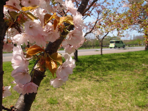 城北桜づつみ公園20130517(弘前市)_b0147224_2311812.jpg