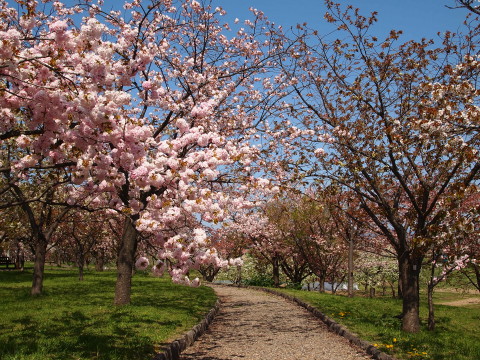城北桜づつみ公園20130517(弘前市)_b0147224_2323321.jpg