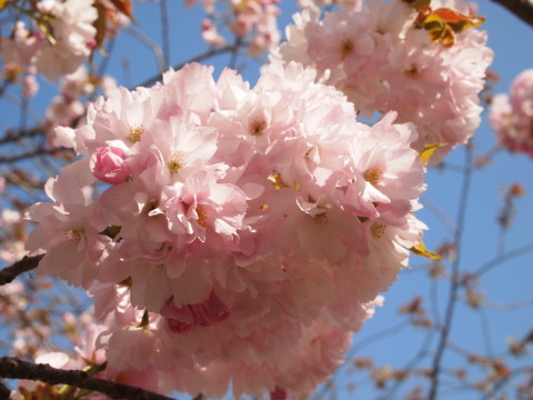 城北桜づつみ公園20130517(弘前市)_b0147224_2333275.jpg