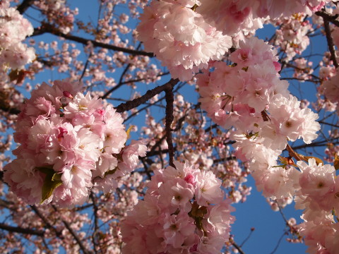 城北桜づつみ公園20130517(弘前市)_b0147224_2335216.jpg