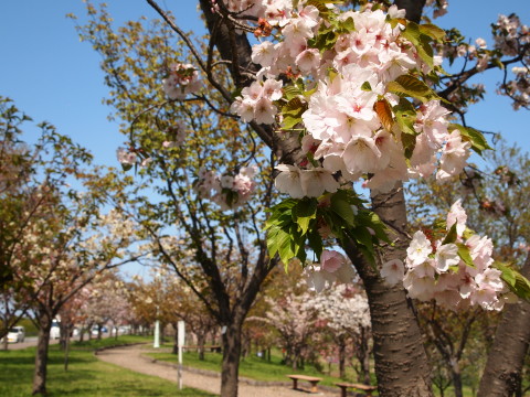 城北桜づつみ公園20130517(弘前市)_b0147224_23552789.jpg