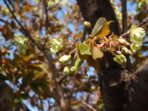 城北桜づつみ公園20130517(弘前市)_b0147224_2362712.jpg