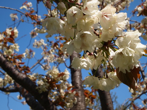城北桜づつみ公園20130517(弘前市)_b0147224_2383724.jpg