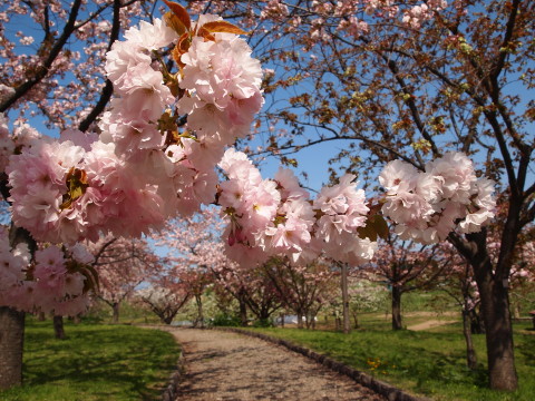 城北桜づつみ公園20130517(弘前市)_b0147224_2393182.jpg