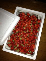 いちご摘みと仕込み_a0284626_21274546.jpg