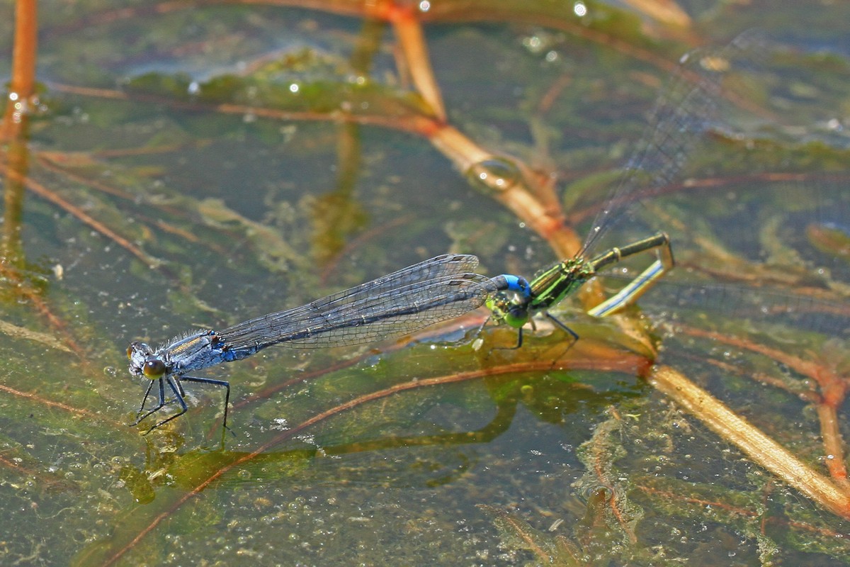 c0104227_18293220.jpg