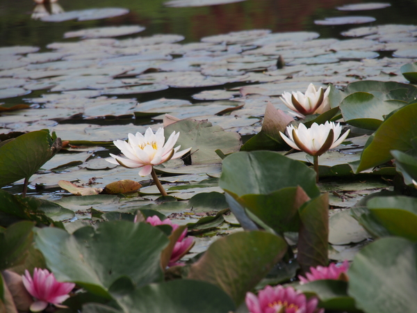 清水公園　花ファンタジアへ_c0042929_10461788.jpg