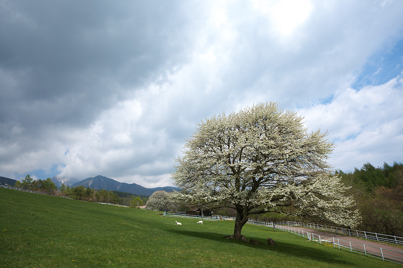 「まきば公園」と「清里の森」のヤマナシ_b0179231_04420.jpg