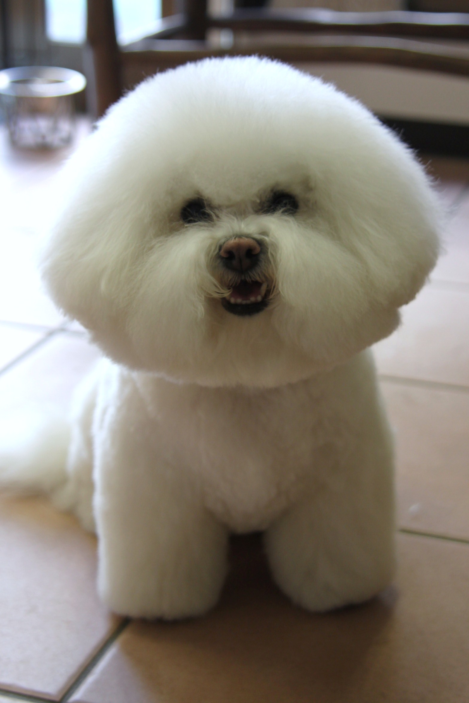 ビションフリーゼ メルシーちゃん の巻 Dogsalon Mahalo ビションフリーゼ メルシーちゃん の巻 Dogsalon Mahalo