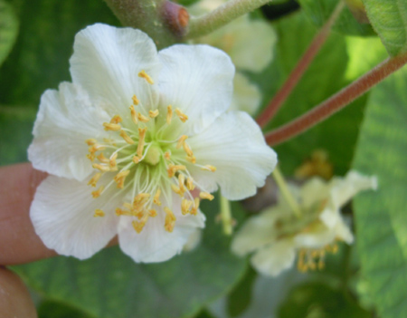 キウイ 花の花粉を冷凍保存 だって おばちゃんだもん