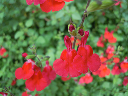 キウイ 花の花粉を冷凍保存 だって おばちゃんだもん