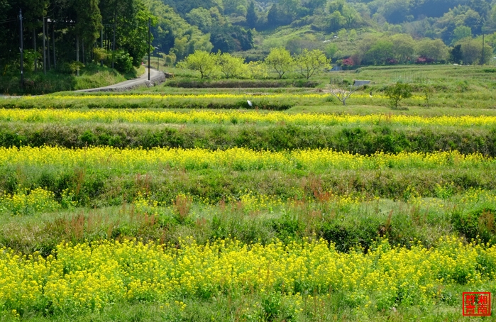 第146回　Nara　いろいろ_b0281035_4131740.jpg