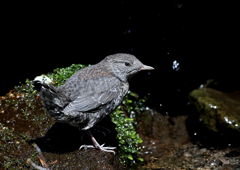 カワガラスの幼鳥13-1_f0206138_2282017.jpg