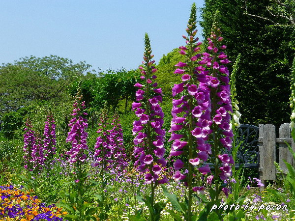 現在開花中の華やかな花々（ゴマノハグサ科）_c0137342_9224996.jpg