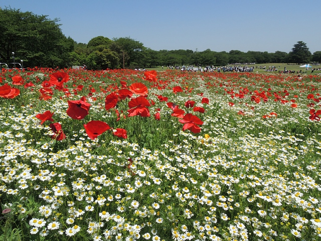 昭和記念公園　花の丘_b0122448_2222581.jpg