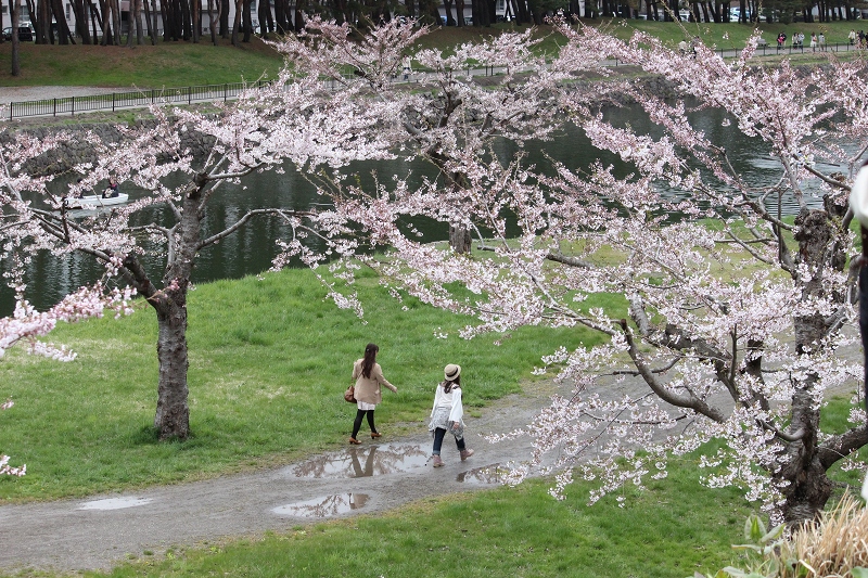 桜の季節が_b0250154_23143653.jpg